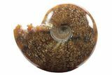 Polished Ammonite (Cleoniceras) Fossil - Madagascar #233489-1
